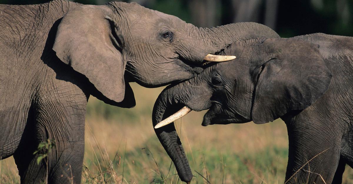 Two elephants embracing on grass