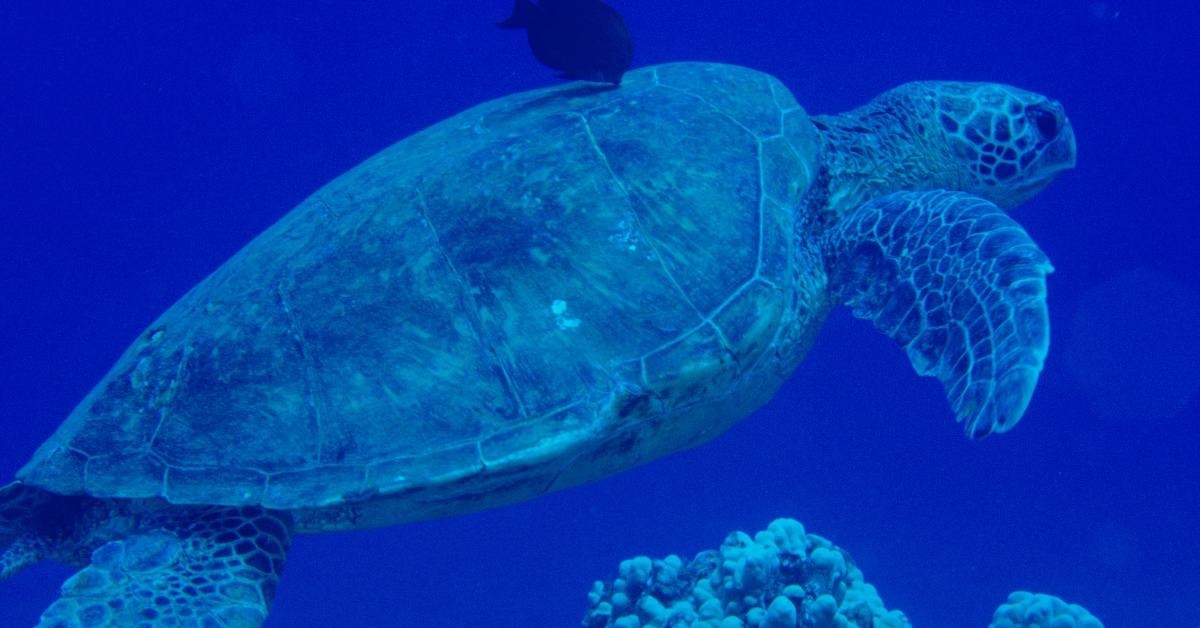 Sea turtle swims in the ocean. 