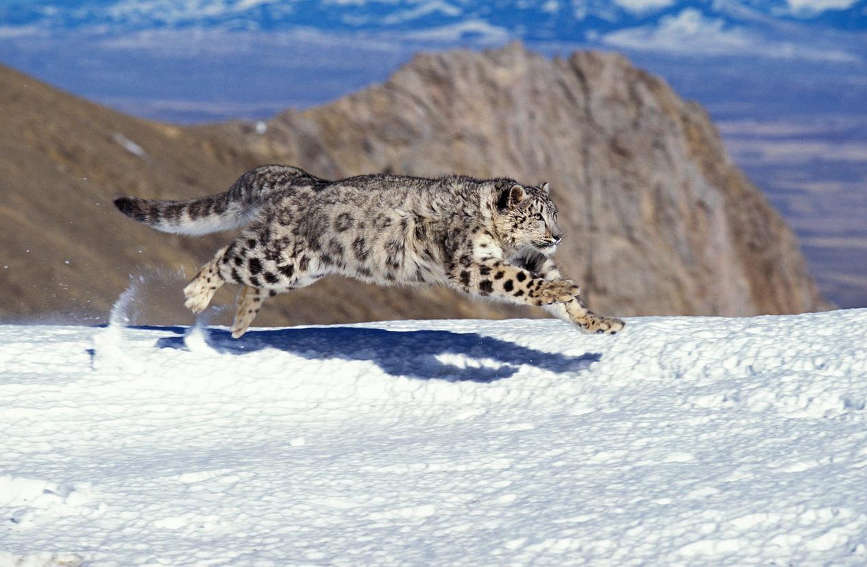 snow leopard habitat