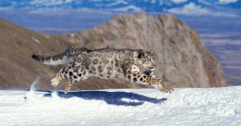 Fun Facts About Snow Leopards