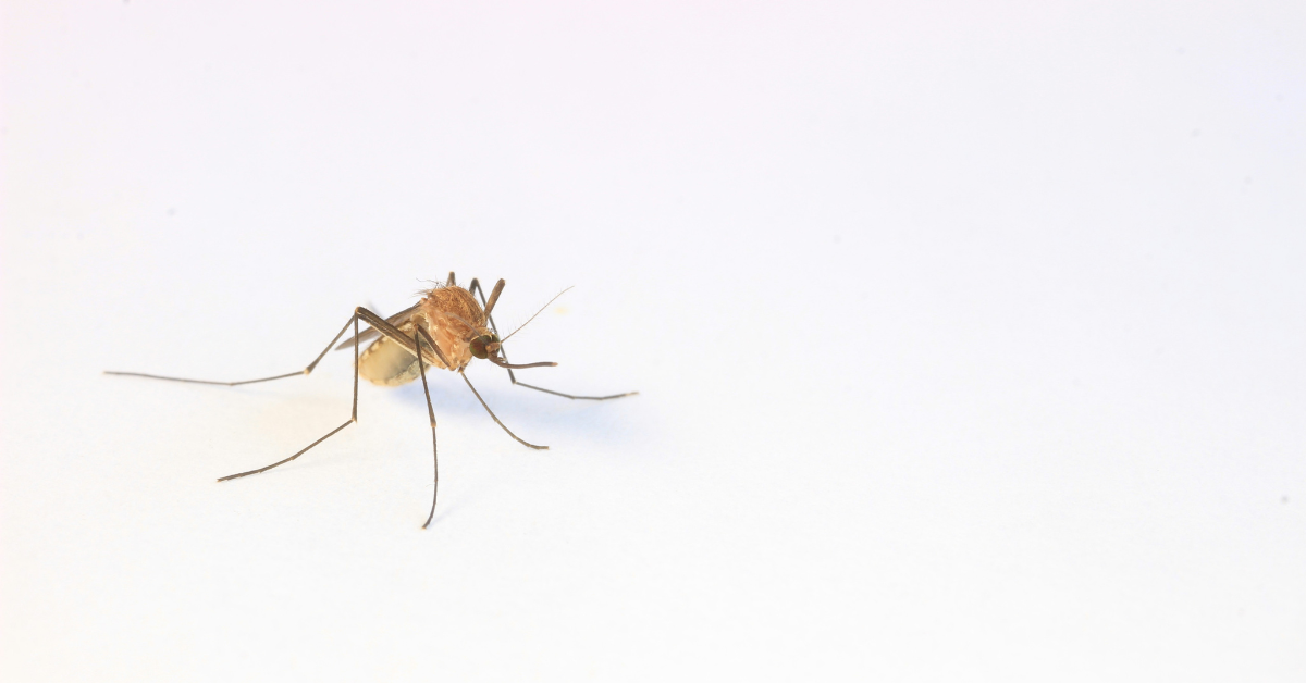 Closeup of a tan mosquito 