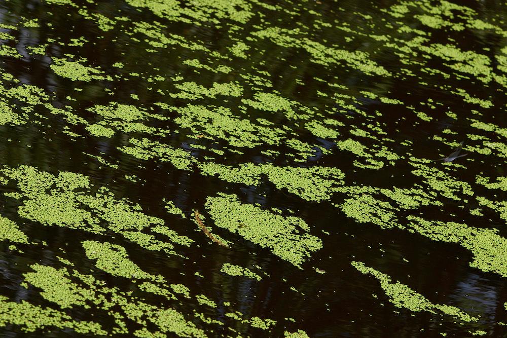 Duckweed floating on a natural body of water. 