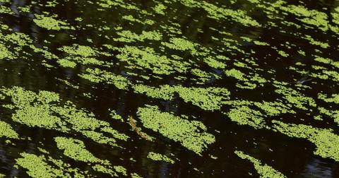 Duckweed floating on a natural body of water.