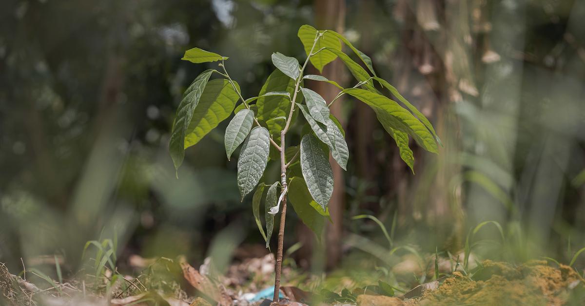 One Tree Planted  Tree Planting Non-Profit: One Dollar, One Tree