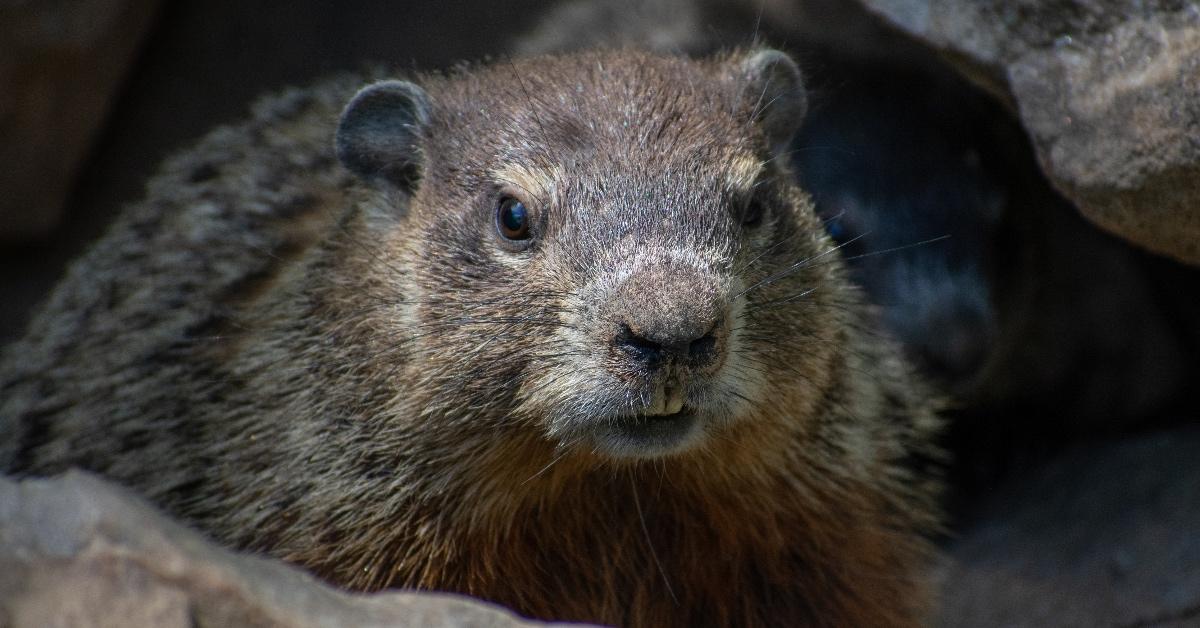 Groundhog hiding in some rocks. 