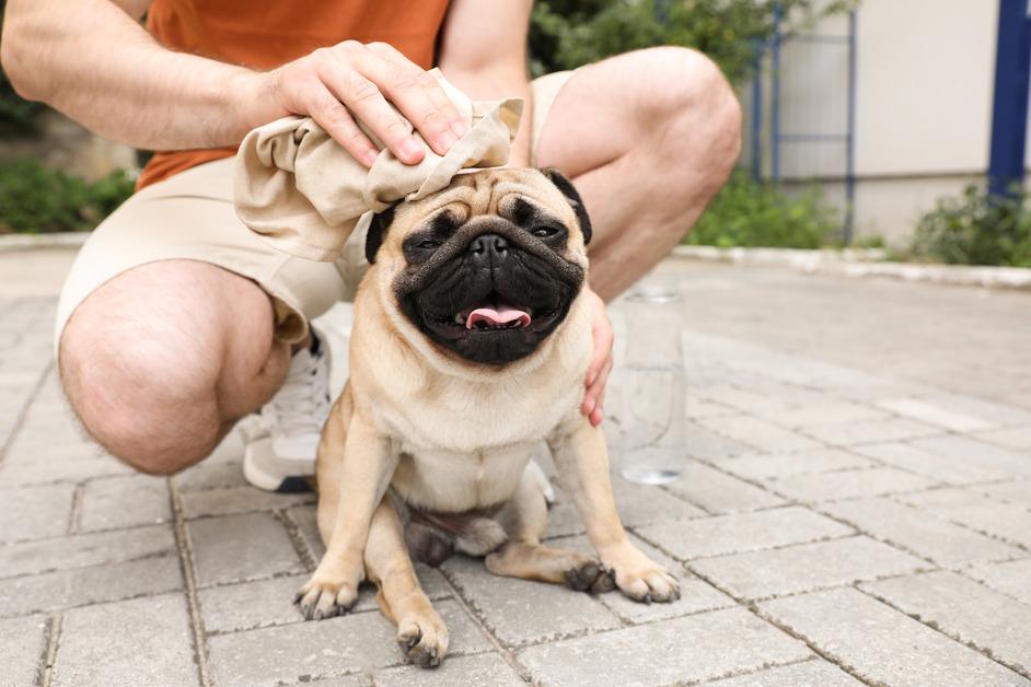 A pug sits on the ground outside panting while a man puts a cold towel to their head. 
