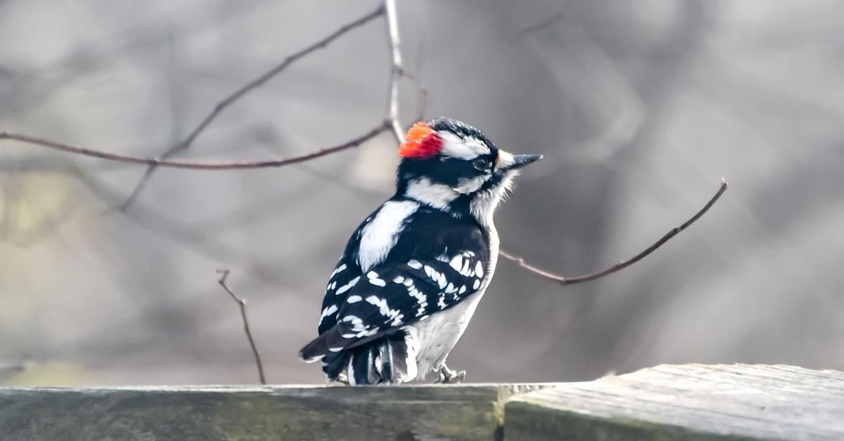 A woodpecker eating seed on a wooden railing in Birmingham, Alabama in the winter 