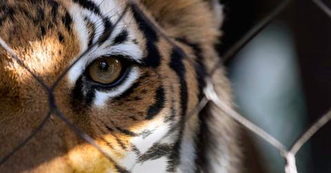 A tiger gazes through the metal bars of a cage (Representative Cover Image Source: Getty Images | KBytes)