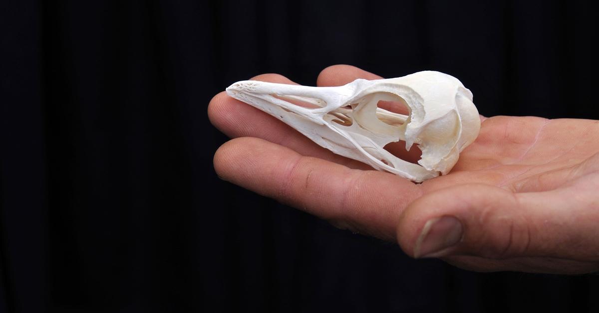 Photograph of person's hand holding the skull of a blue penguin.