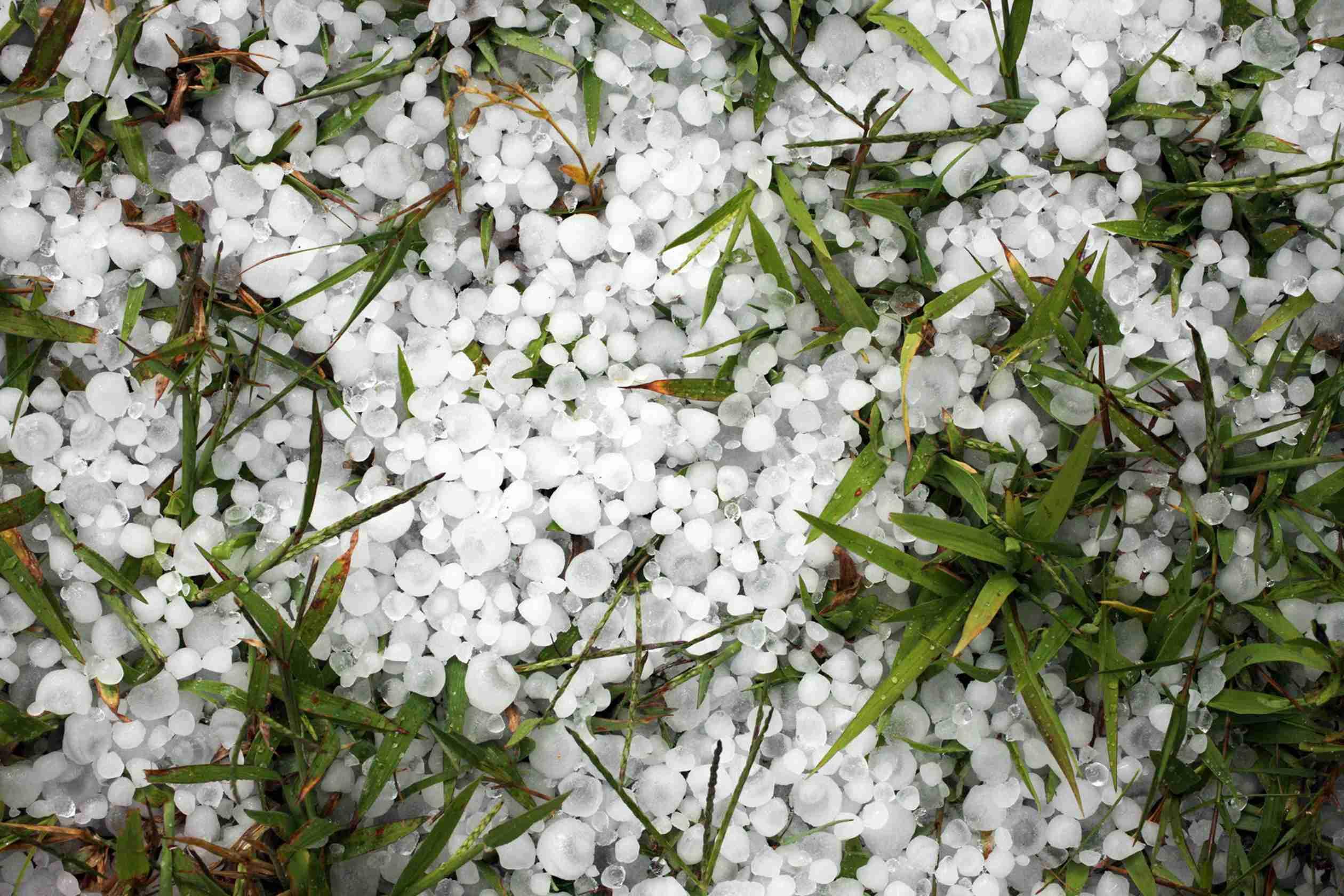Hail stones of all sizes are pictured atop a field of green grass.