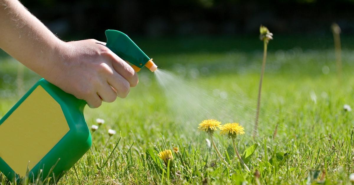 Spraying weed killer on dandelions. 