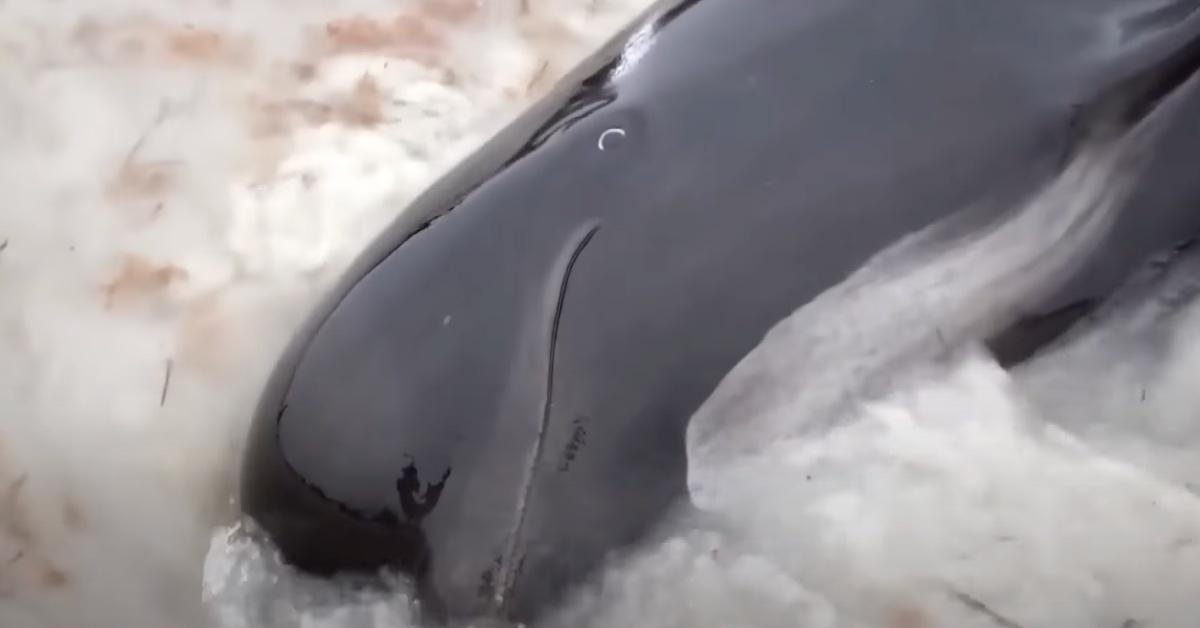 Close-up video still of a pilot whale in the water on Cheynes Beach in Australia.