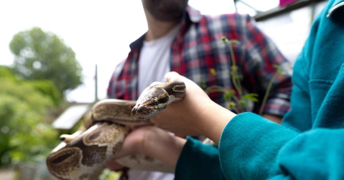 Two men holding a live snake in the outdoors. (Representative Cover Image Source: Getty Images | SolStock)
