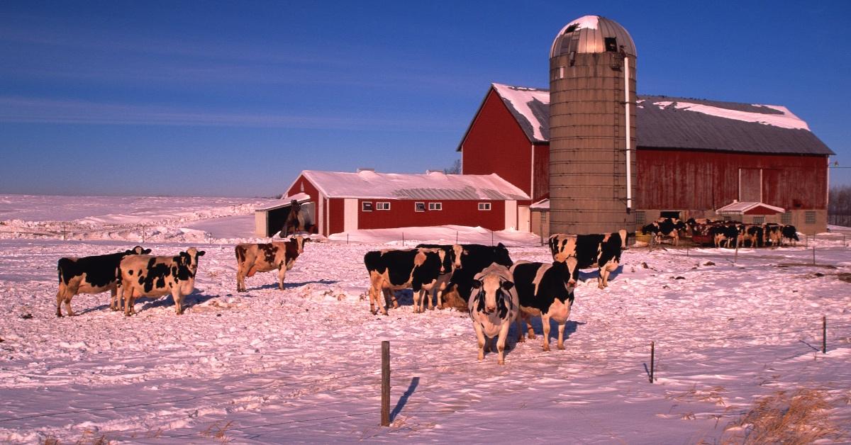 Cows on a farm in winter.