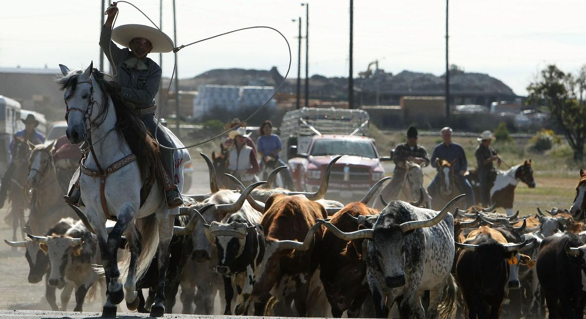 Horses and Cattle in a Rodeo