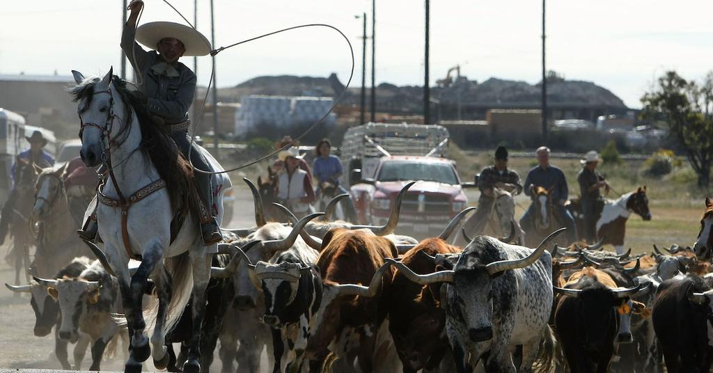 Are Rodeos Animal Abuse? How Bulls and Horses Are Treated