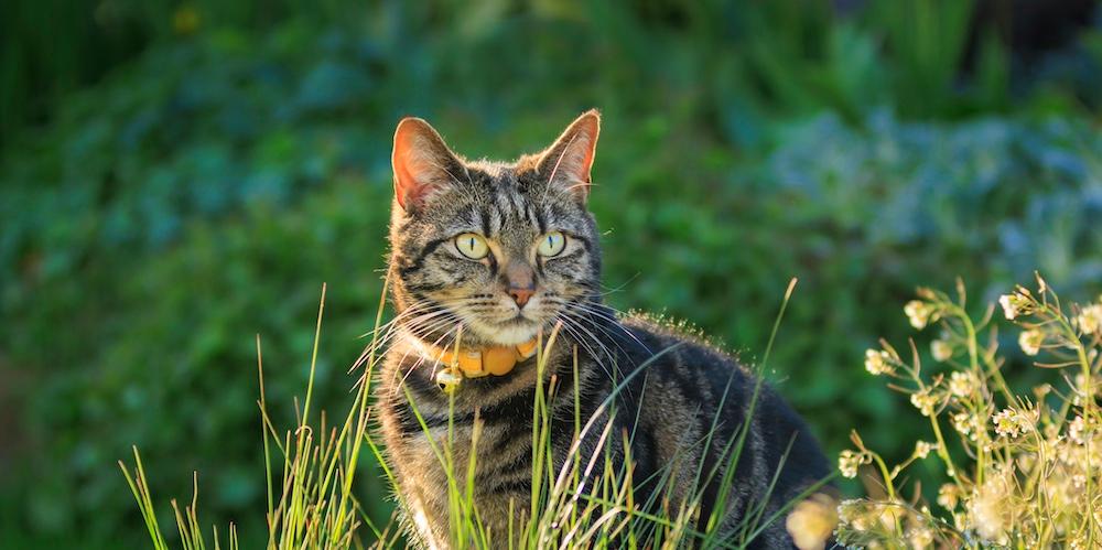 A cat standing in a field. 