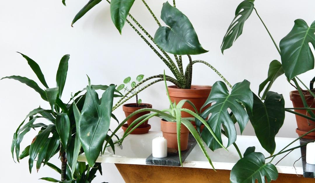 Four potted plants sitting on a bathtub next to a candle with another floor plant pictured to the left of the tub 