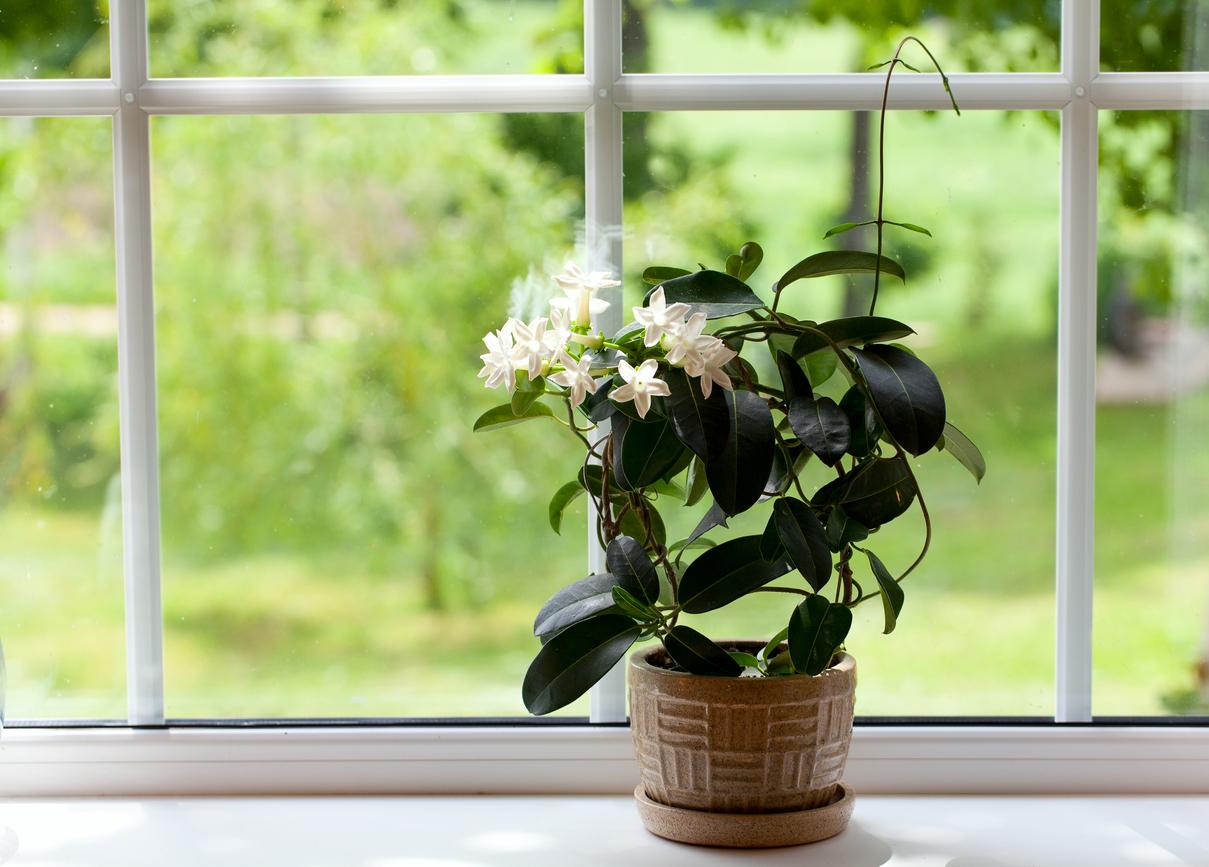 Jasmine plant with white flowers in windowsill