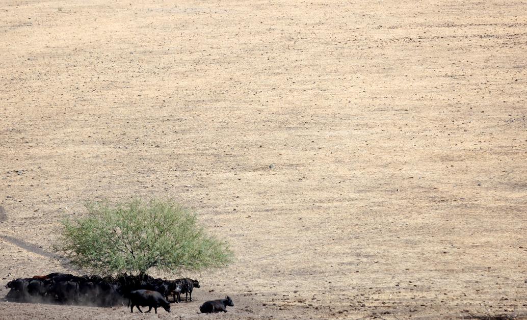 Cows in the Desert