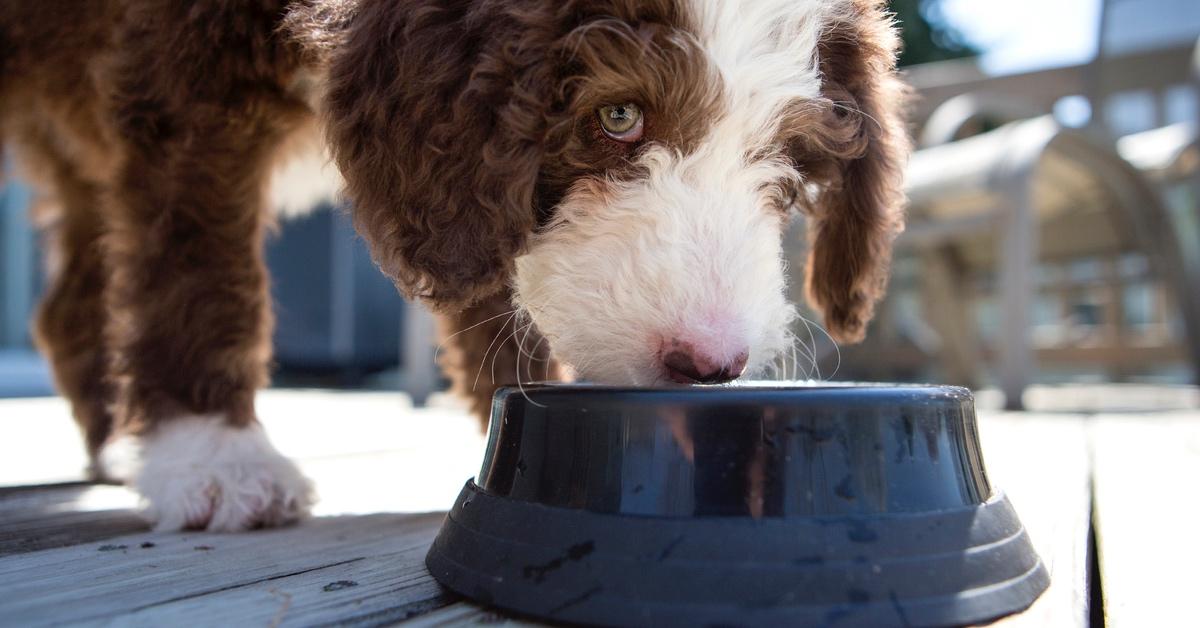 Labordoodle eating food from a black bowl.