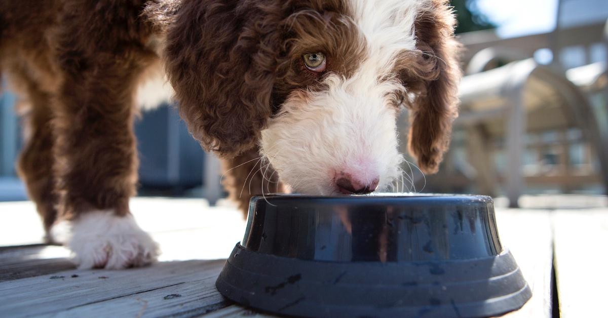 Labordoodle eating food from a black bowl. 