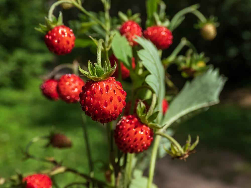 Strawberries growing outdoors. 