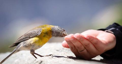 A yellow-grey bird is devouring the nuts from a person's hand. (Representative Cover Image Source: Freepik | Wirestock)