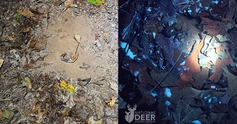 A fresh scrape seen in a flashlight (L). The leaves are still wet with deer urine on the left and lower edge of the scrape. A UV light revealed the urine as milky white. (Cover Image Source: National Deer Association | Lindsay Thomas Jr.)