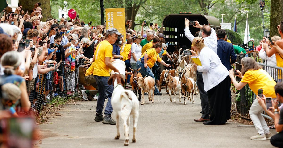 Running of the Goats in Riverside Park