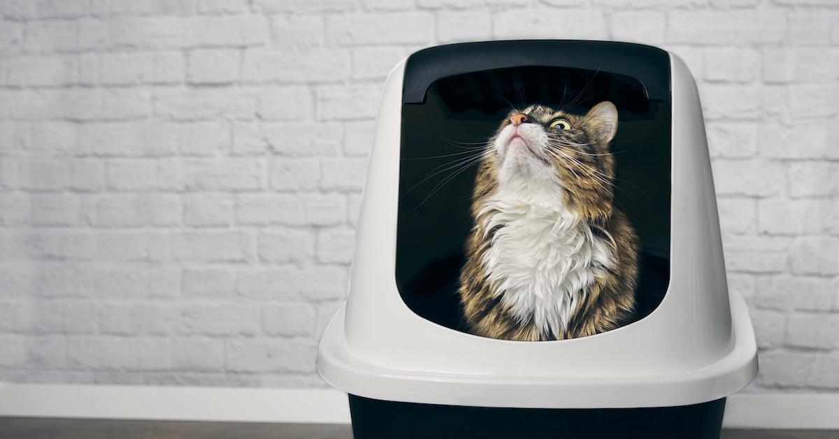 Old cat laying in litter box