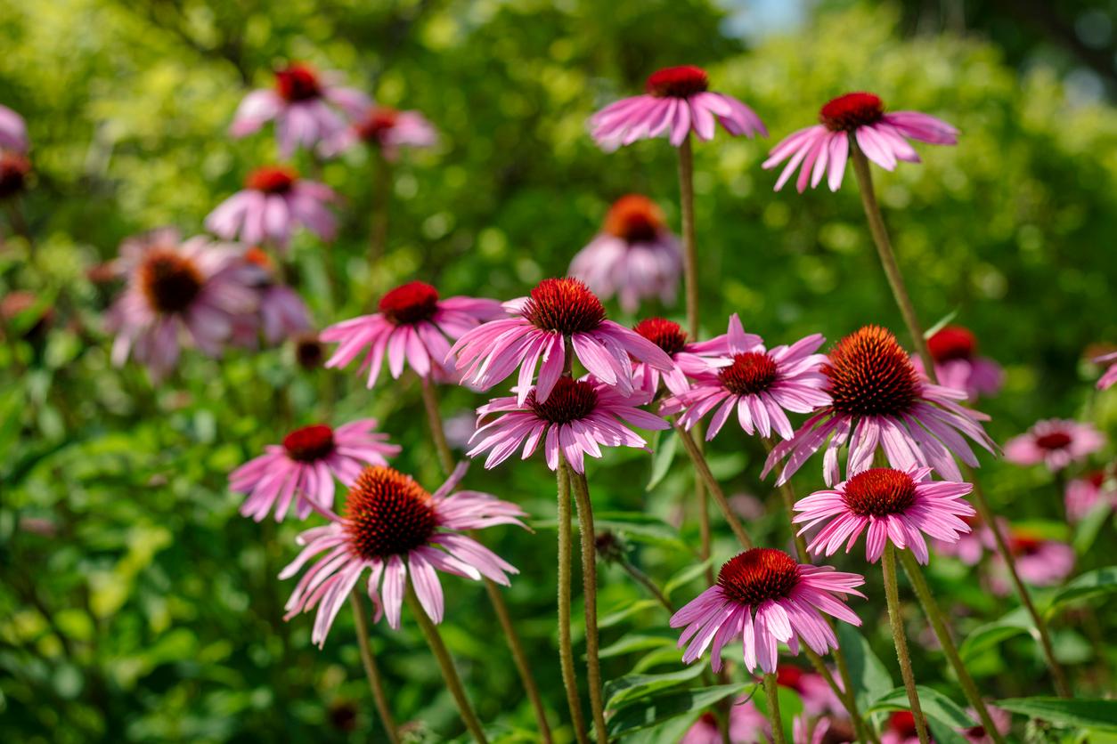 Coneflowers