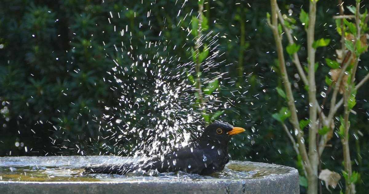 Blackbird sprays water in the air while bathing in a bird bath (Representative Cover Image Source: Pixabay | Helga Kattinger)