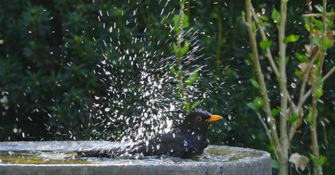 Blackbird sprays water in the air while bathing in a bird bath (Representative Cover Image Source: Pixabay | Helga Kattinger)
