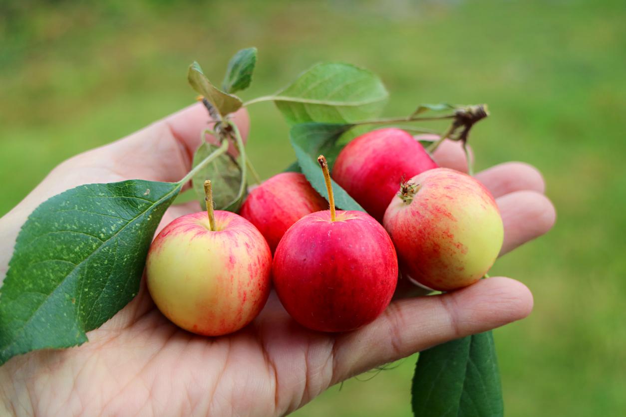 A person holds five crab apples still attached to a vine with green leaves in their left hand.