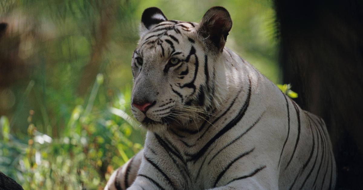 Rare white tiger photographed in India.