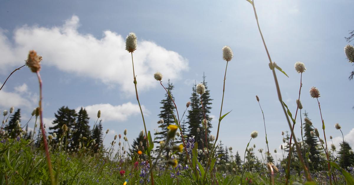 Colorful wildflowers in a field.