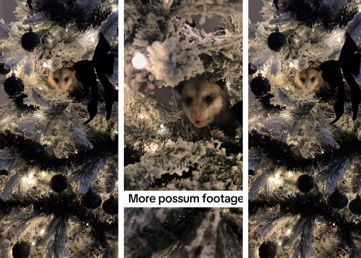 possum hiding in Christmas tree