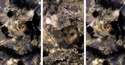possum hiding in Christmas tree