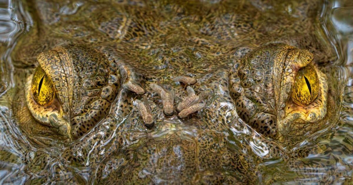 The overall winner of the Capturing Ecology 2025 photo awards, 'Wouldn’t Hurt a Fly' by Zeke Rowe (Cover Image Source: British Ecology Society | Photo by Zeke Rowe)