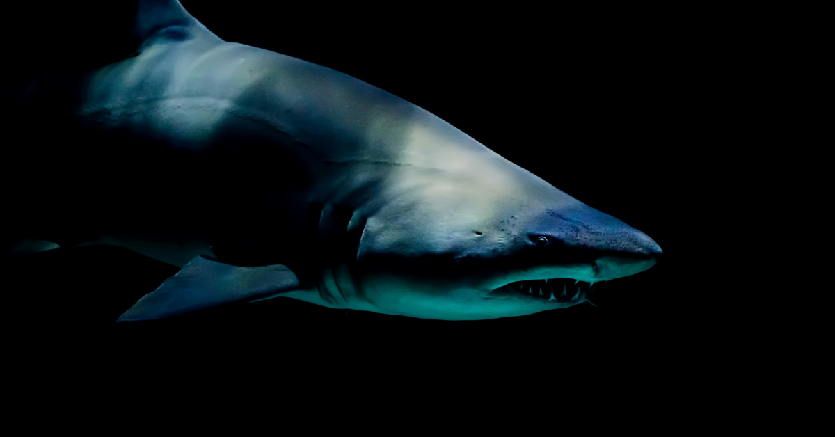 A shark swims in the dark