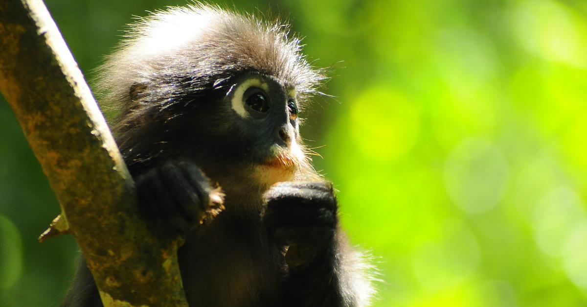 popa langur endangered