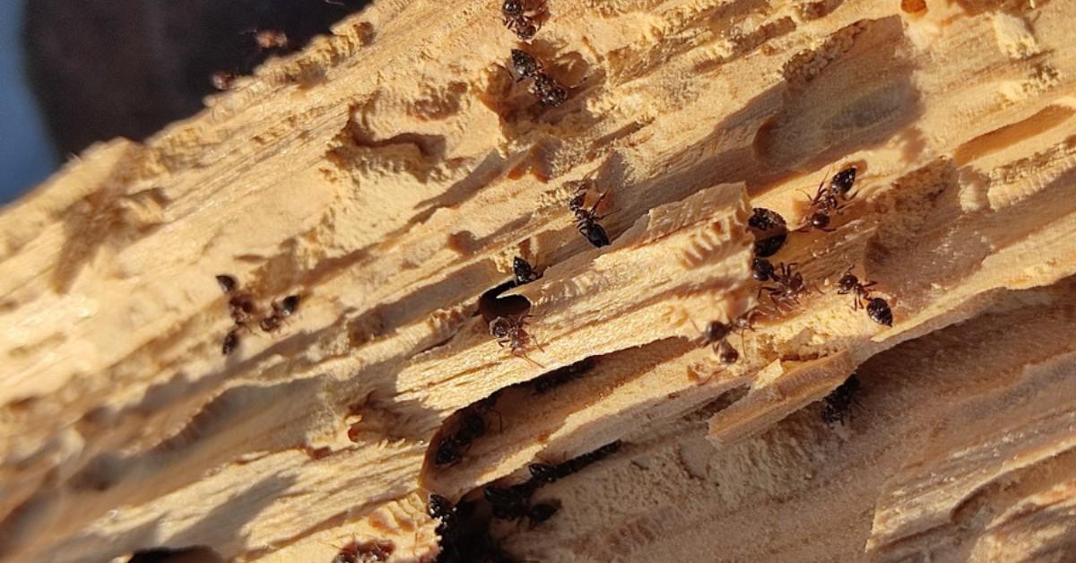 A closeup of a colony of carpenter ants destroying a ceiling beam