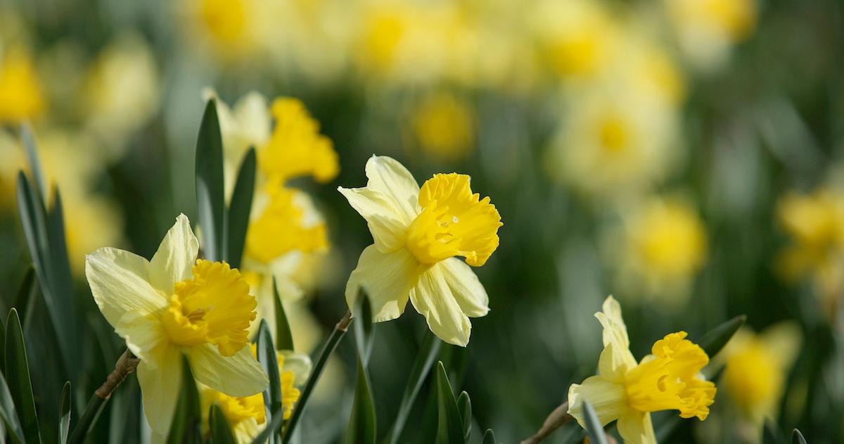 Daffodils