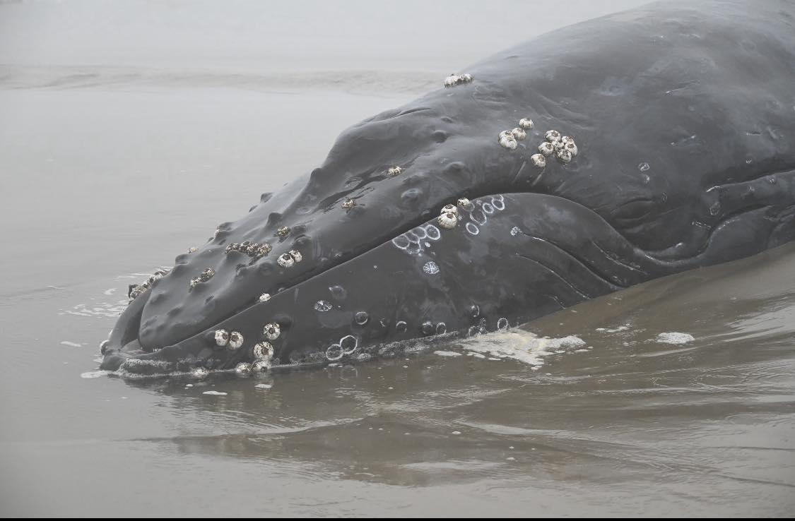 A beached humpback whale is pictured on a beach.