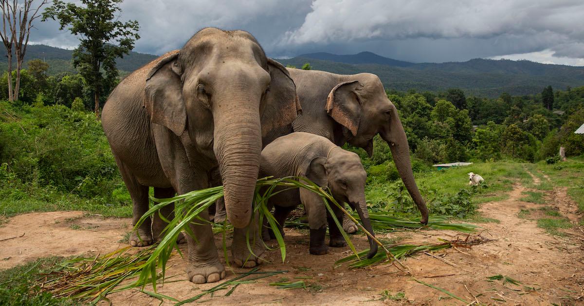 Two adult elephants and one baby elephant holding grass in their trunks