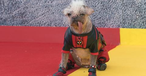 Peggy is dressed like Deadpool on the red carpet of the movie's UK premier