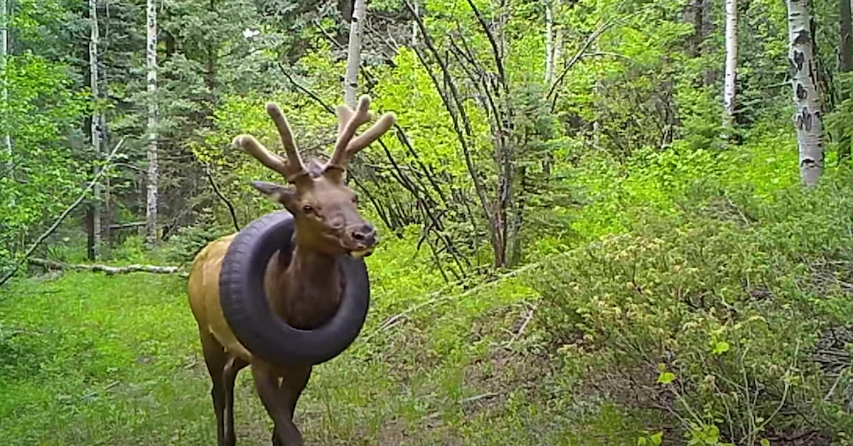 Elk With Tire Around His Neck