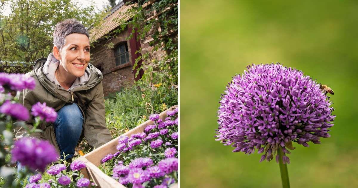 (L) Woman tending to purple flowers, (R) Gorgeous purple-pink bloom of Serendipity ornamental onion flower (Representative Cover Image Source: Getty Images | (L) Carl Smith, (R) Kriangkrai Thitimakom)