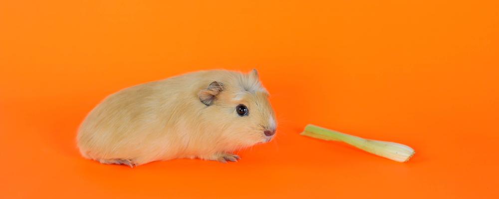 A guinea pig next to a piece of celery against an orange background.